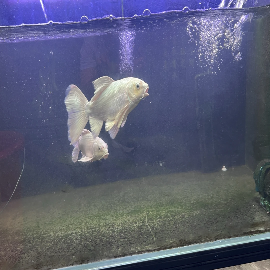 精品 普身 普短 蝴蝶鲤