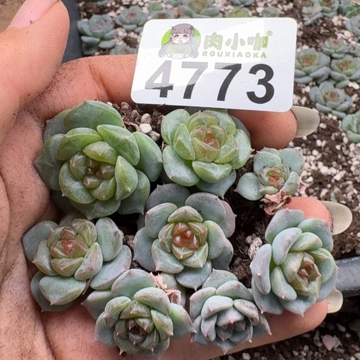 多肉植物多肉植物
