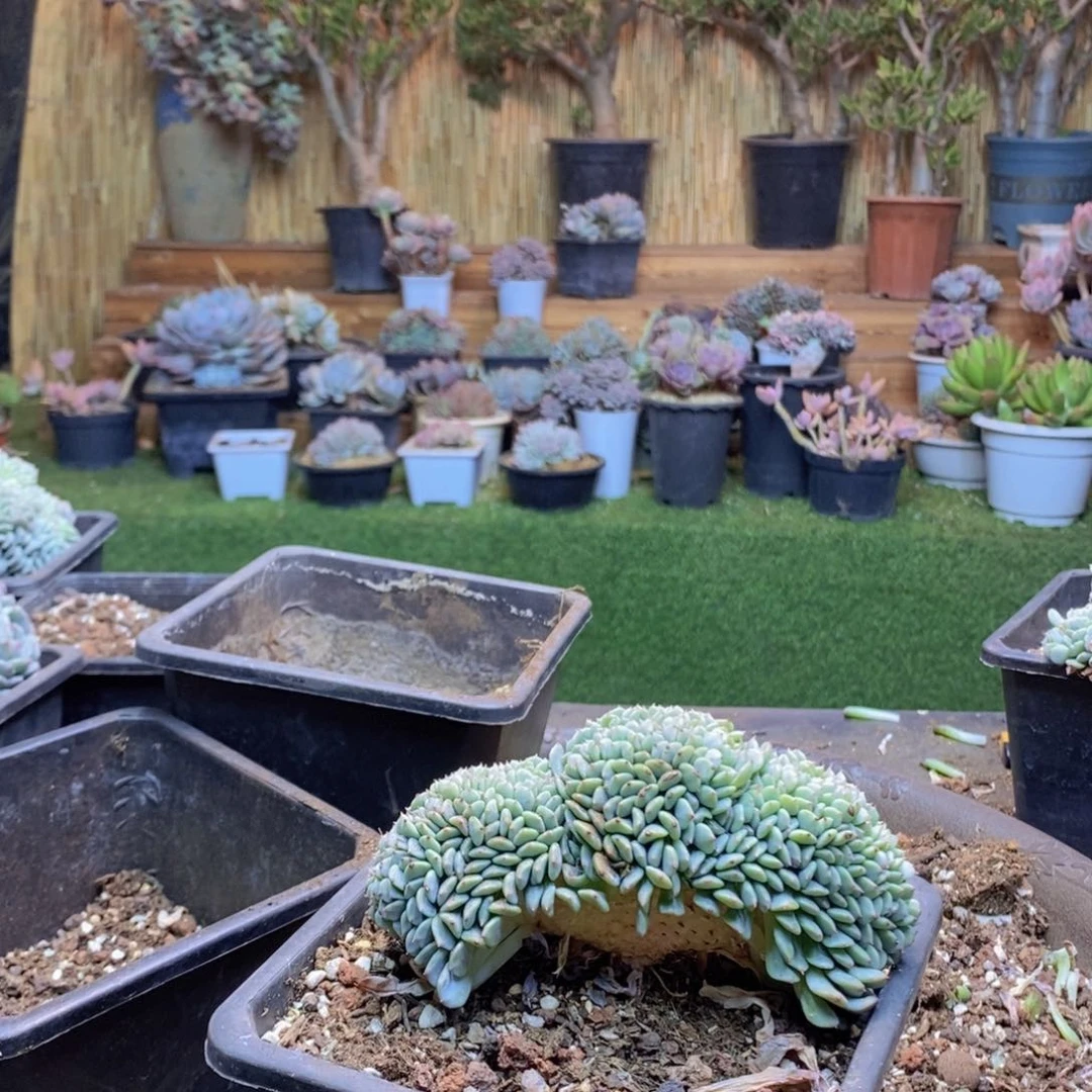 染*B67 号白胖子缀化多肉