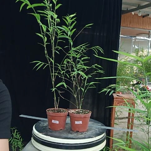 完全开放内门竹内门竹内门竹内