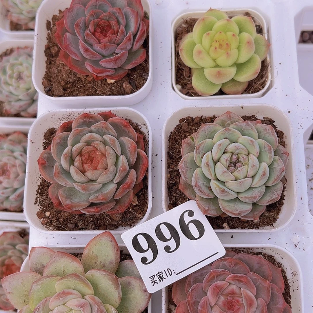 明朗珍妮组合996多肉6盆