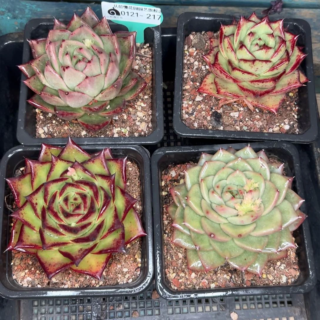 多肉精选编号0121.217