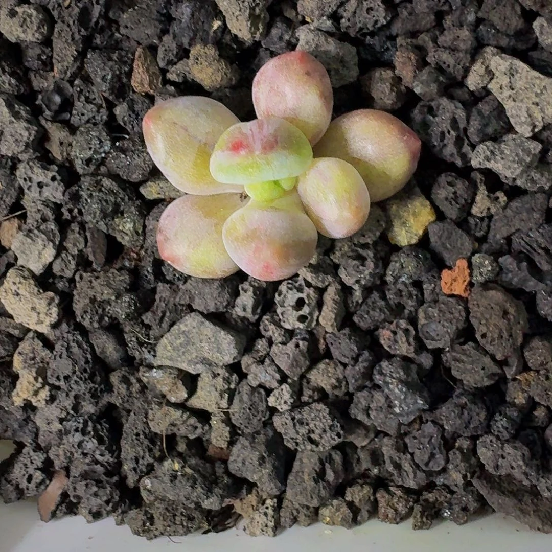 虞美人 石化 一物一拍