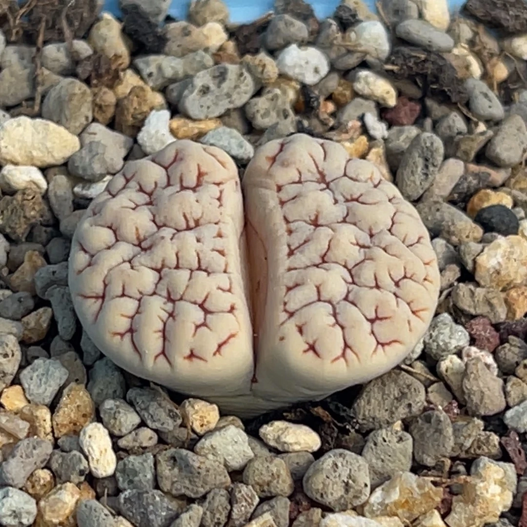 8092白底红纹蛙哥189一颗