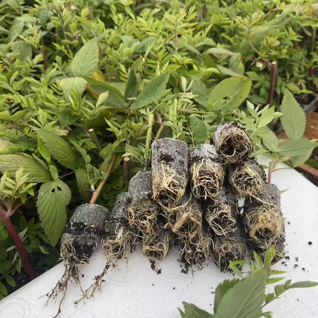 云南基地直发新品爬藤无刺黑泡杯苗庭院盆栽地栽室内外月季花树苗