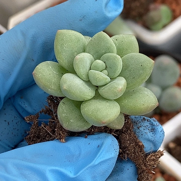 泡泡糖锦基因多肉植物