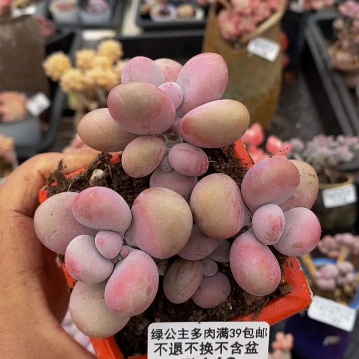 腰子桃蛋7cm163多肉植物