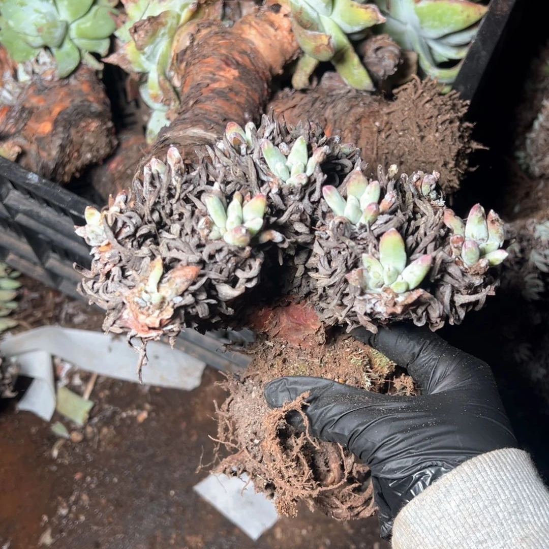 5814法豆哈哈哈哈哈哈哈