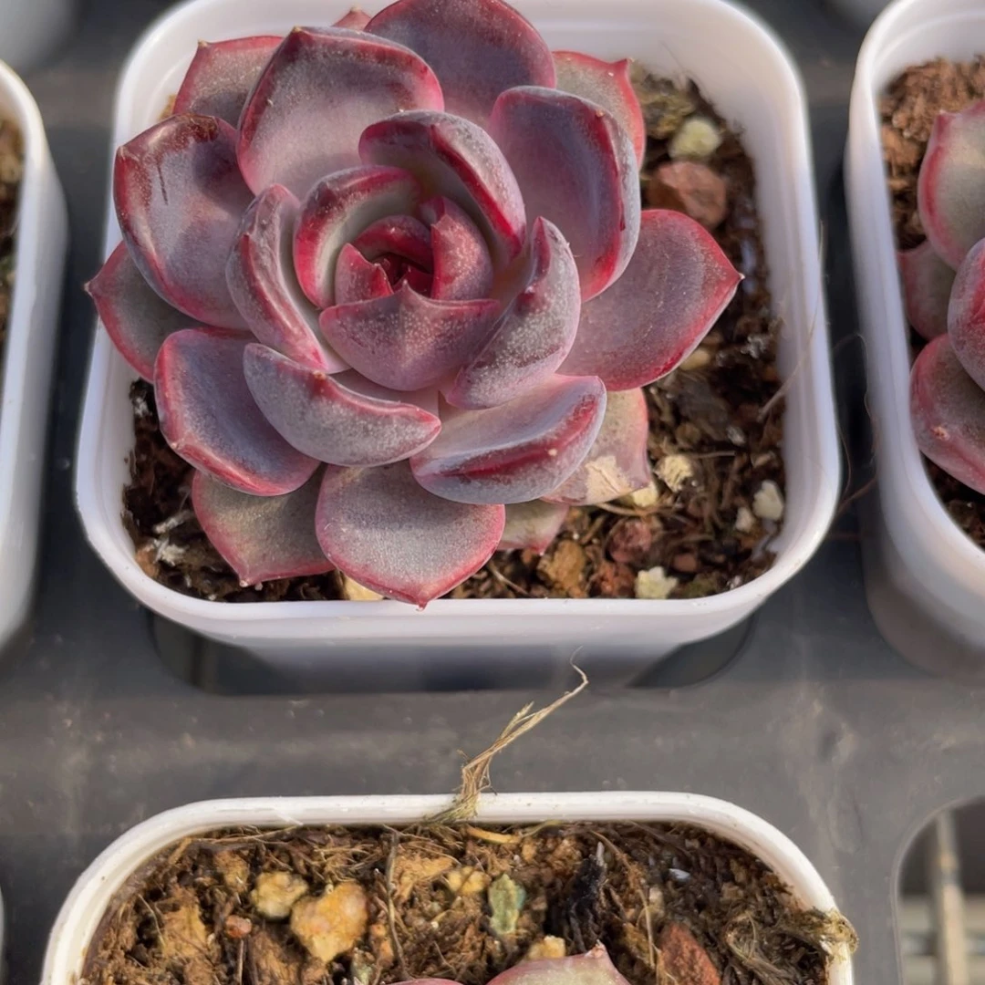 黑橙梦露多肉9.9包邮发货