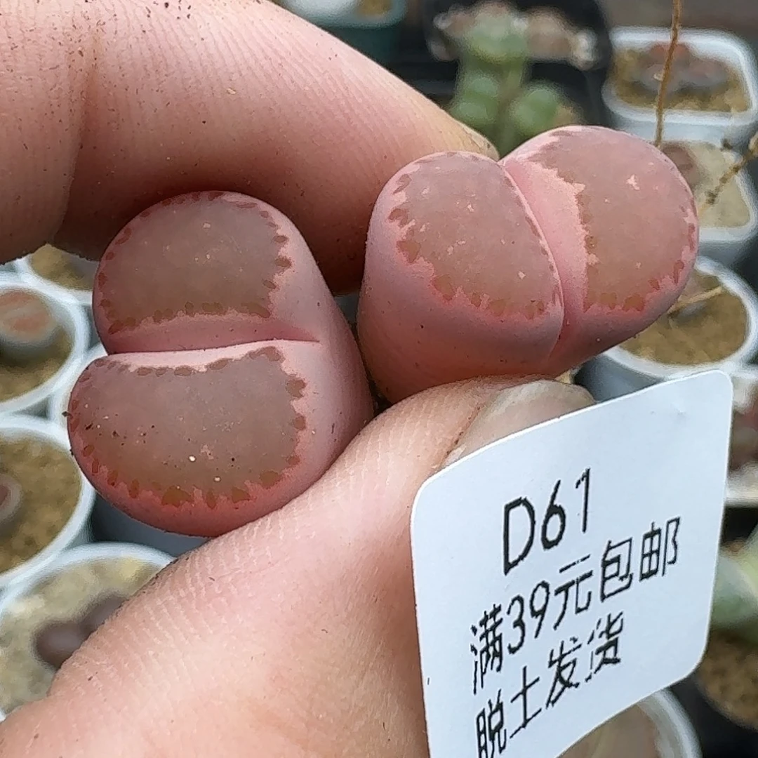 61多肉哈哈哈哈哈哈