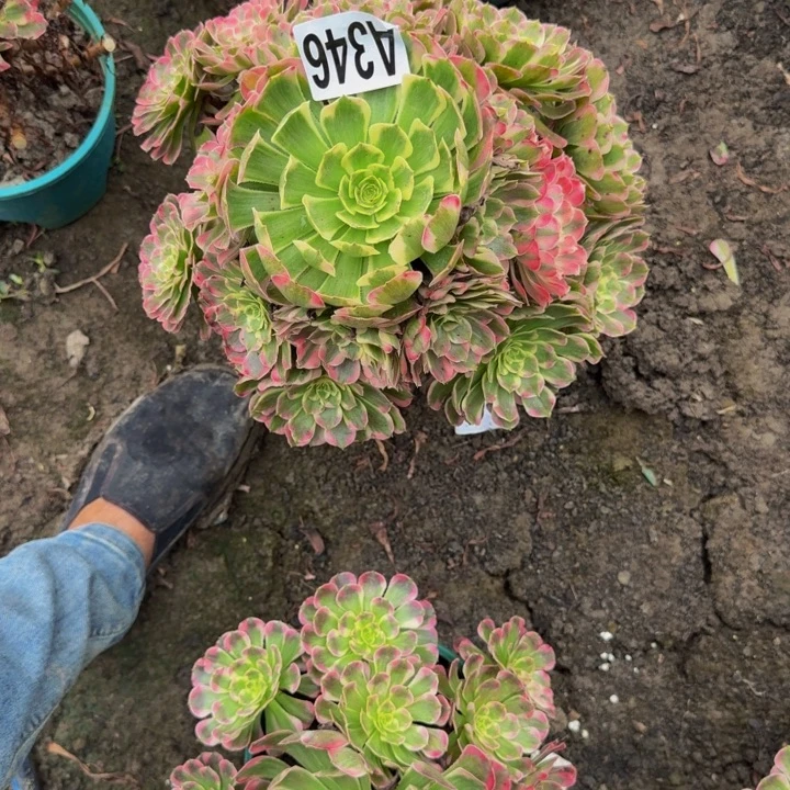 霁月花25-46包邮花花