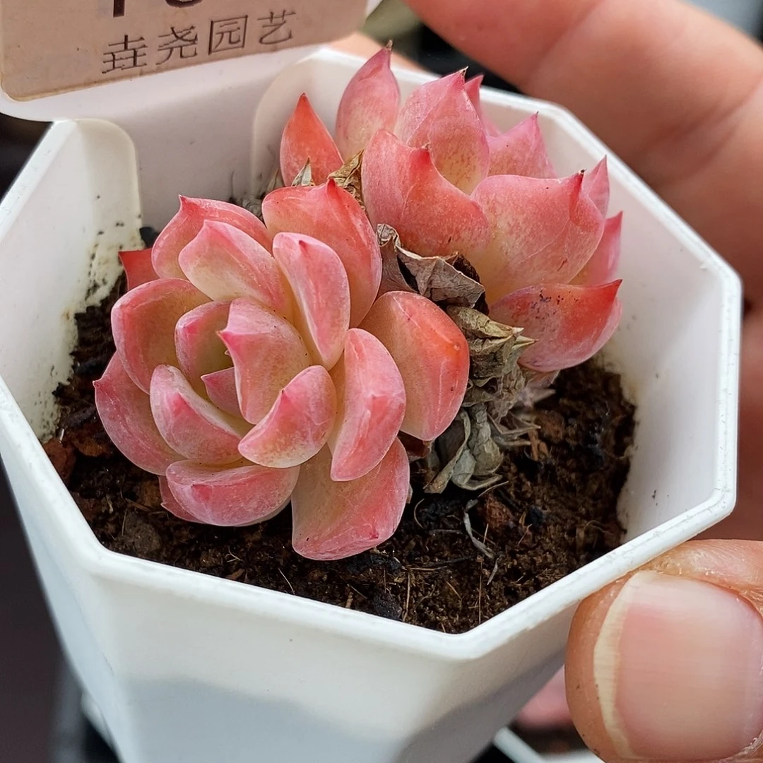 0050！卡洛琳双头 5cm