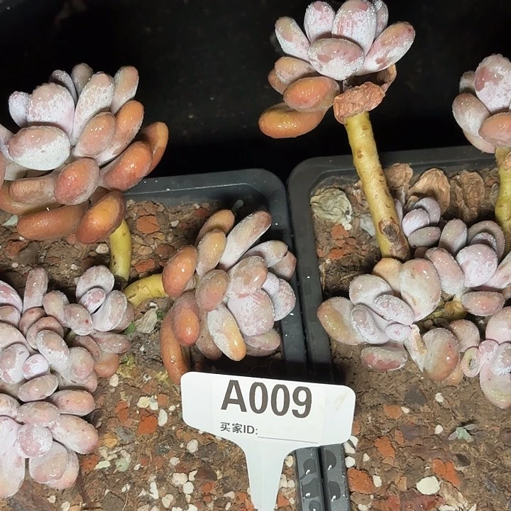 希***来雪球一物一拍A009