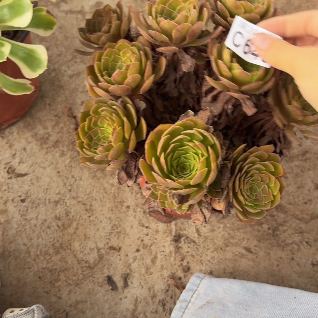 646多肉植物捧花的时候