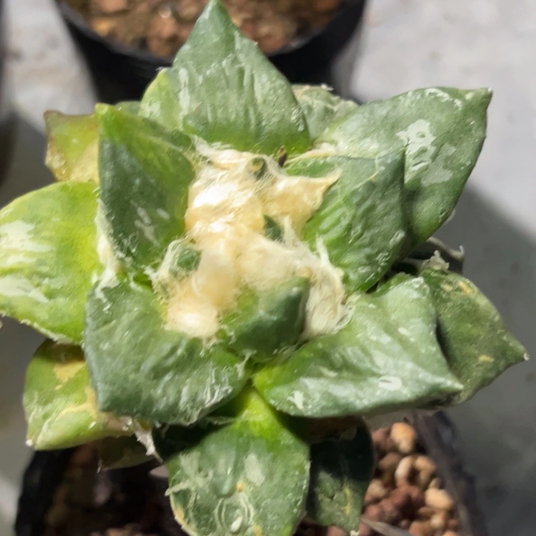 32 仙人球的比赛将