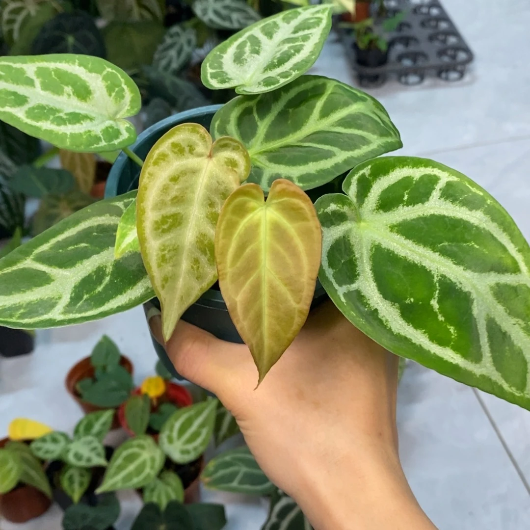 不开花植物34 撕裂纹杂铜锣烧
