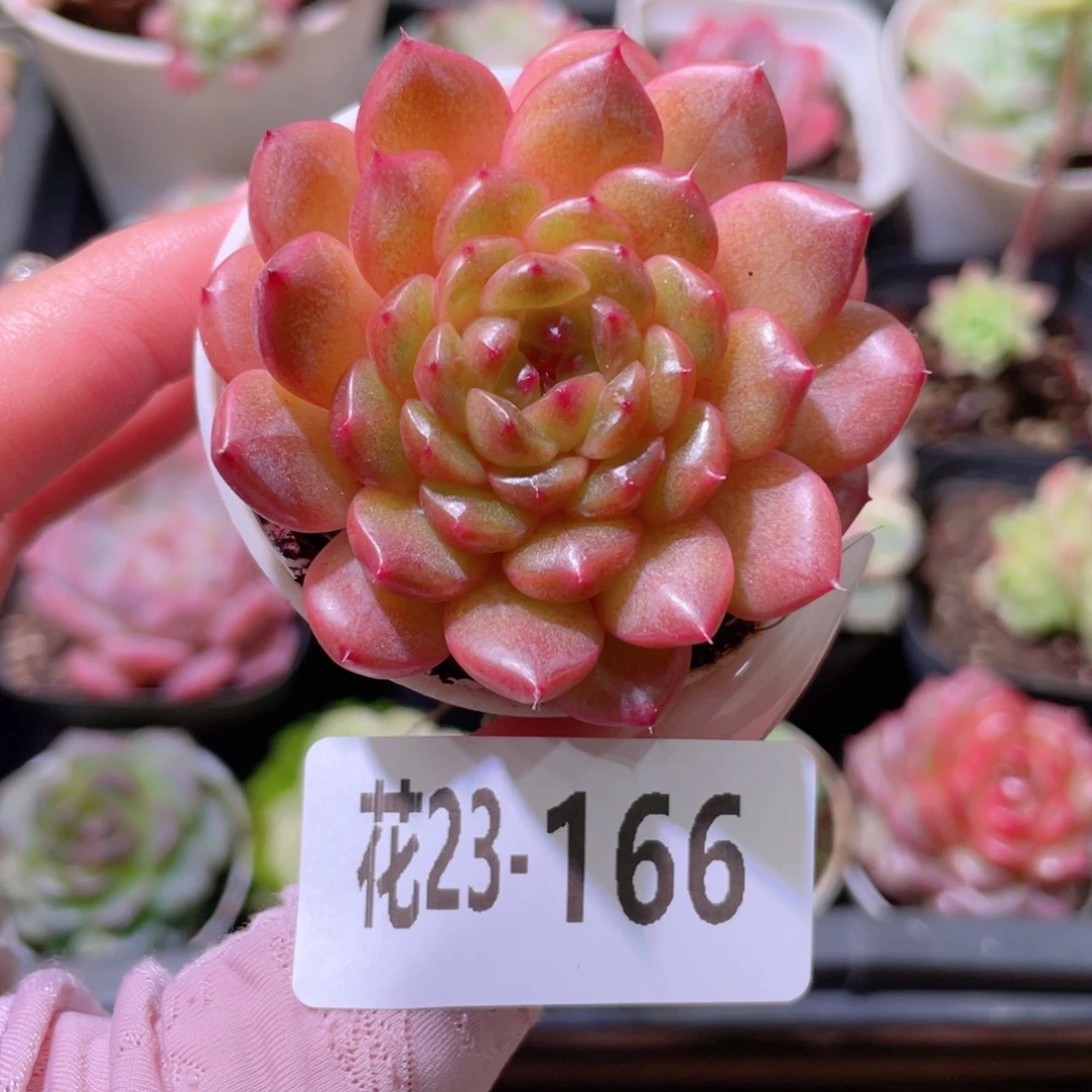 花利美23-166灵翠