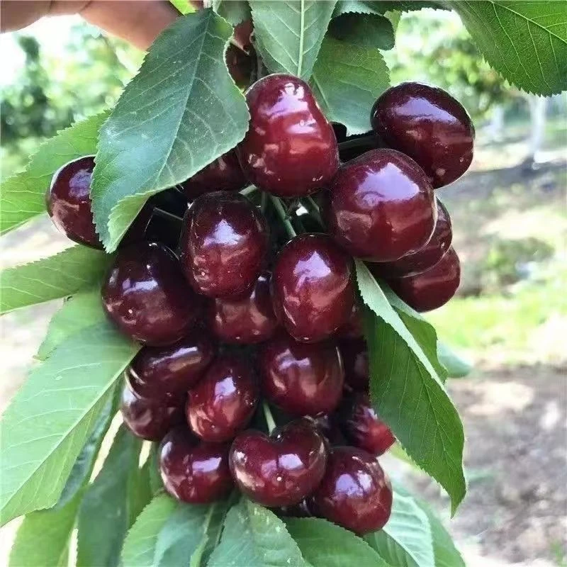车厘子树苗精品矮化特大嫁接果树苗庭院南北方种植盆栽【送肥料】