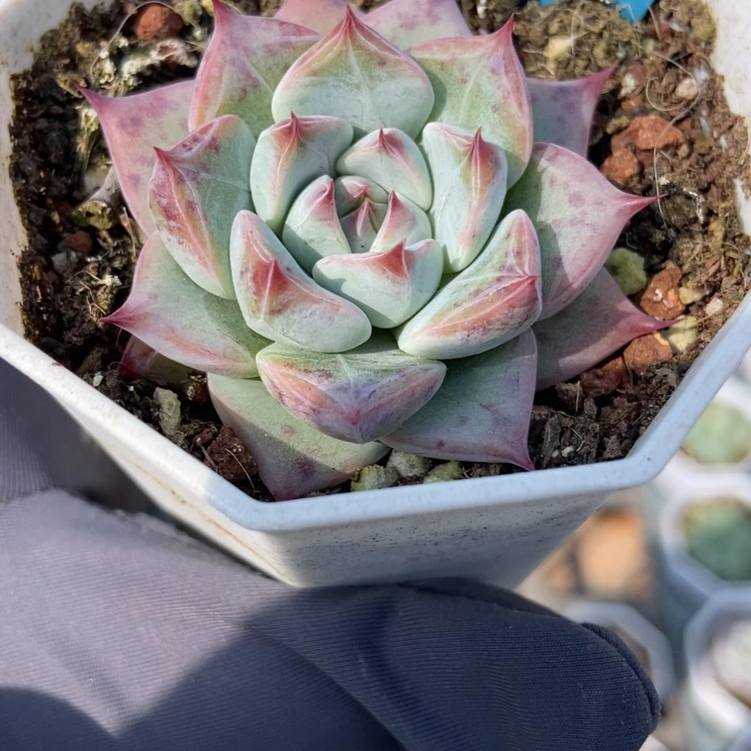 13婚戒多肉植物多肉