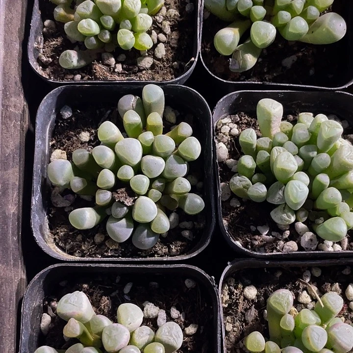 五十铃玉2.8带盆土