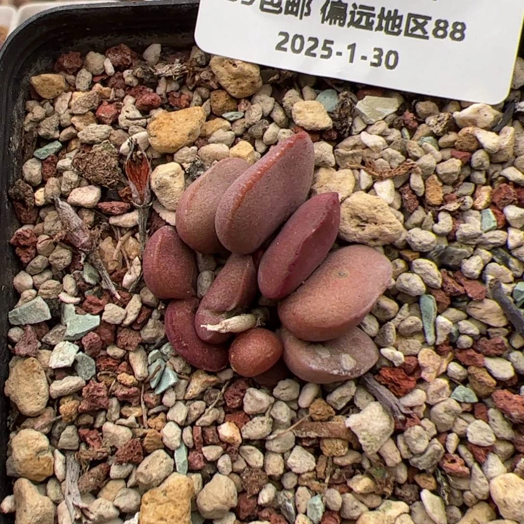 卡**拉0821号 水泡 多肉植物