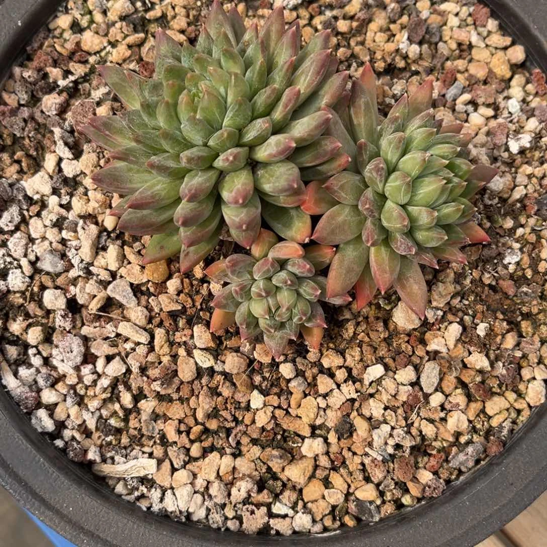 多肉植物多肉植物