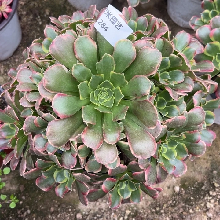 特斯拉多肉植物284