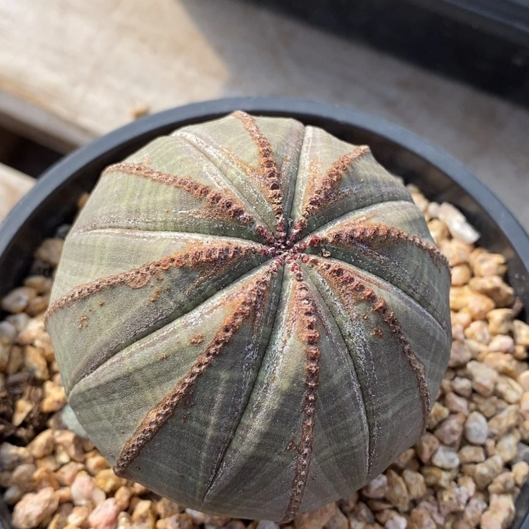 7欧系实生布纹球一物一拍