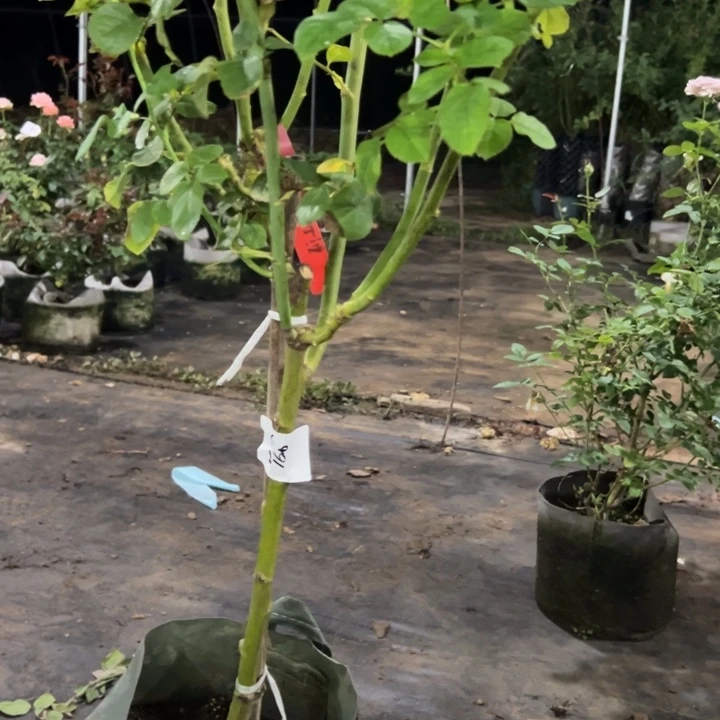 无花朵红酒月季切花苗种植