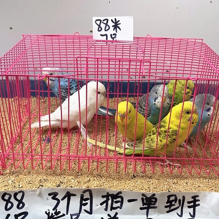 *****虎皮鹦鹉牡丹一如