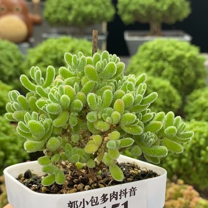 手***️优选冰晶8151枝干番杏