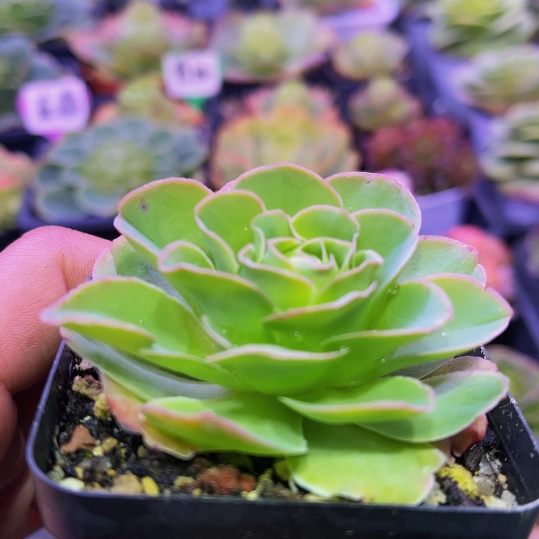 纳兰 满30元非偏远包邮 多肉