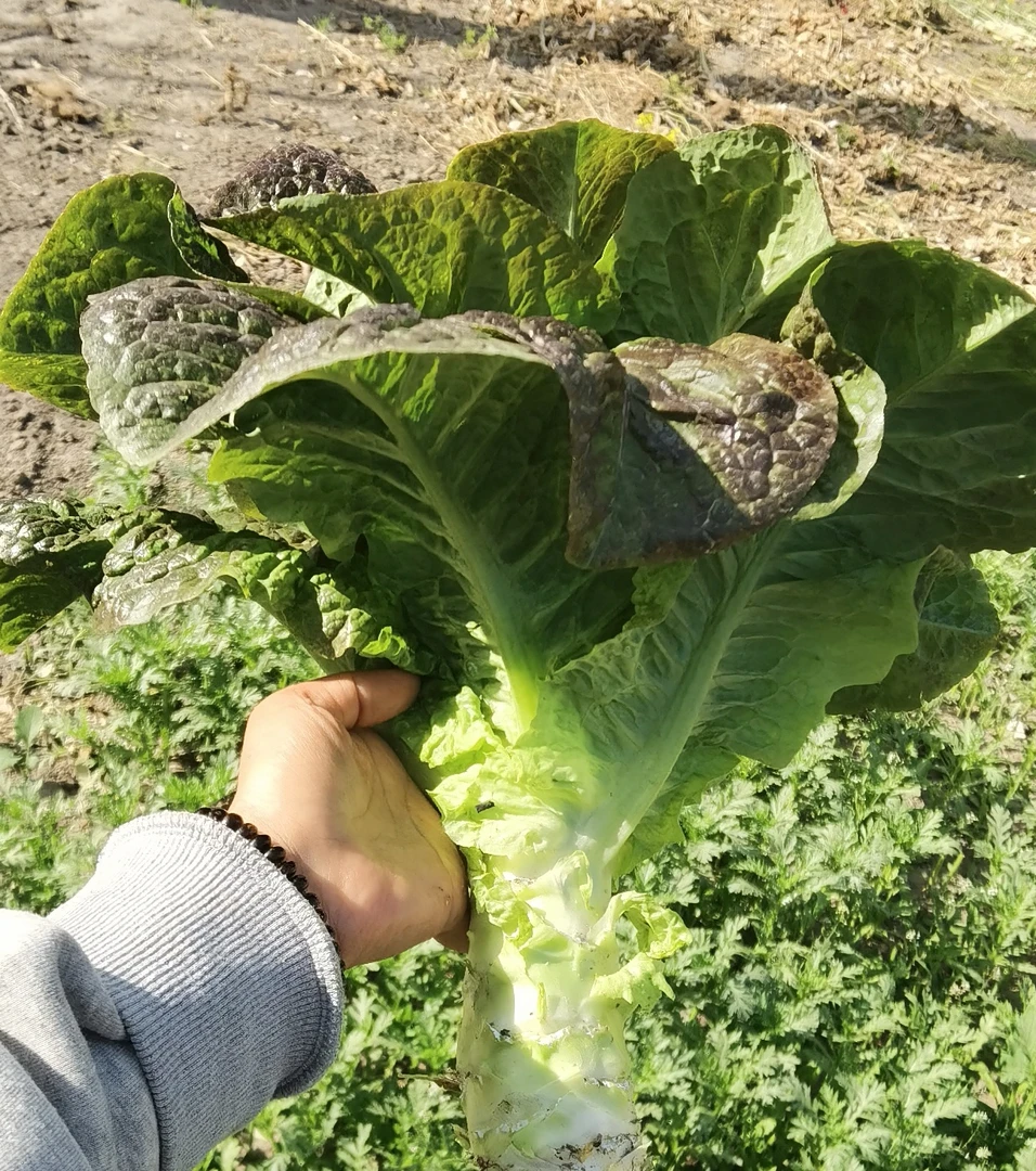 新鲜莴苣苏北农家露天种植紫叶香莴苣