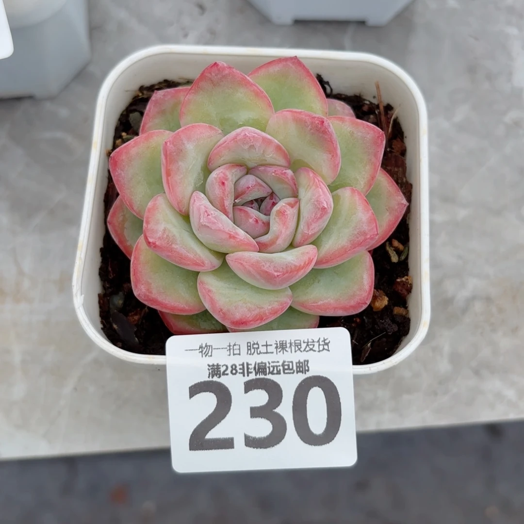 泡芙单头无盆土发货