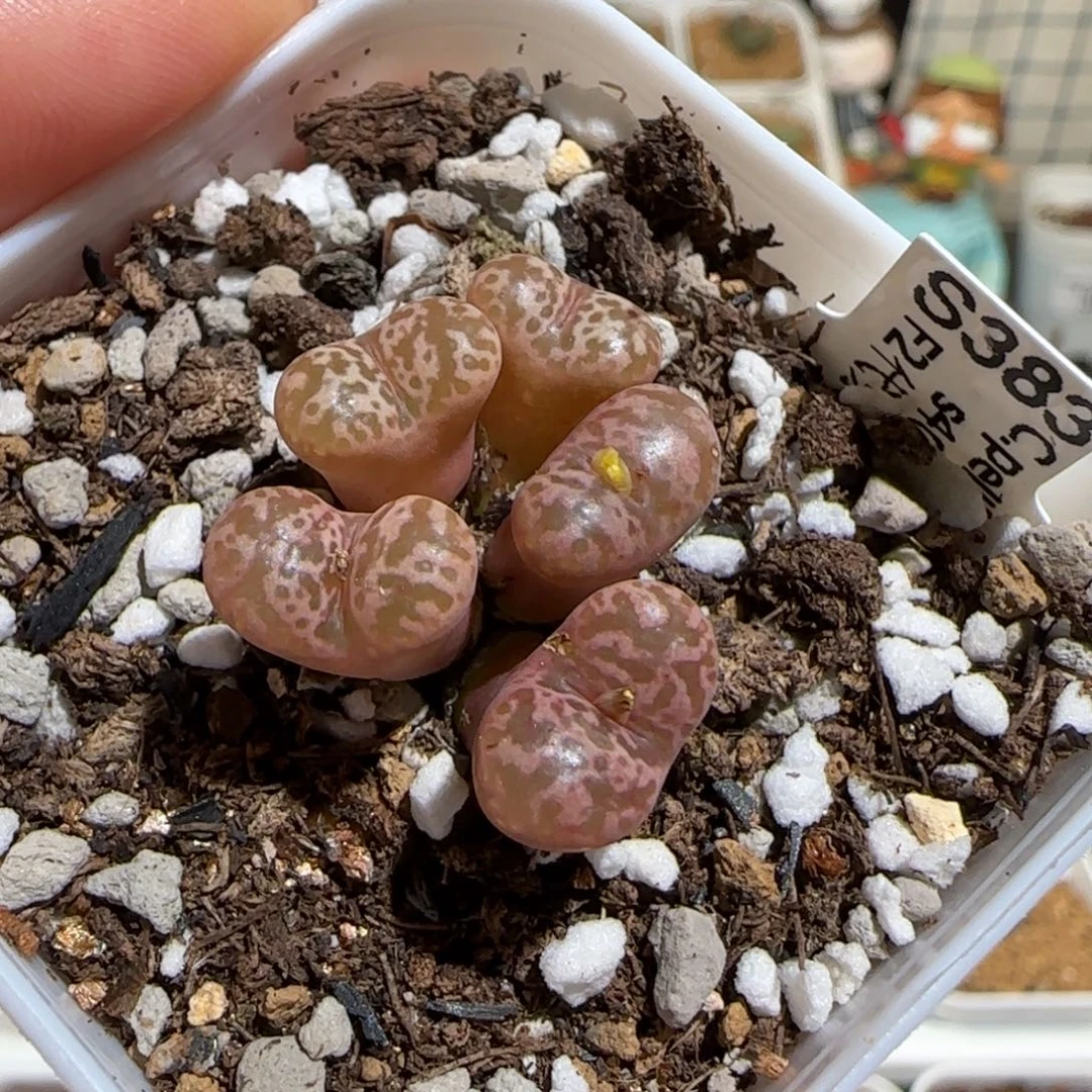 肉锥多肉植物组合-勋章675