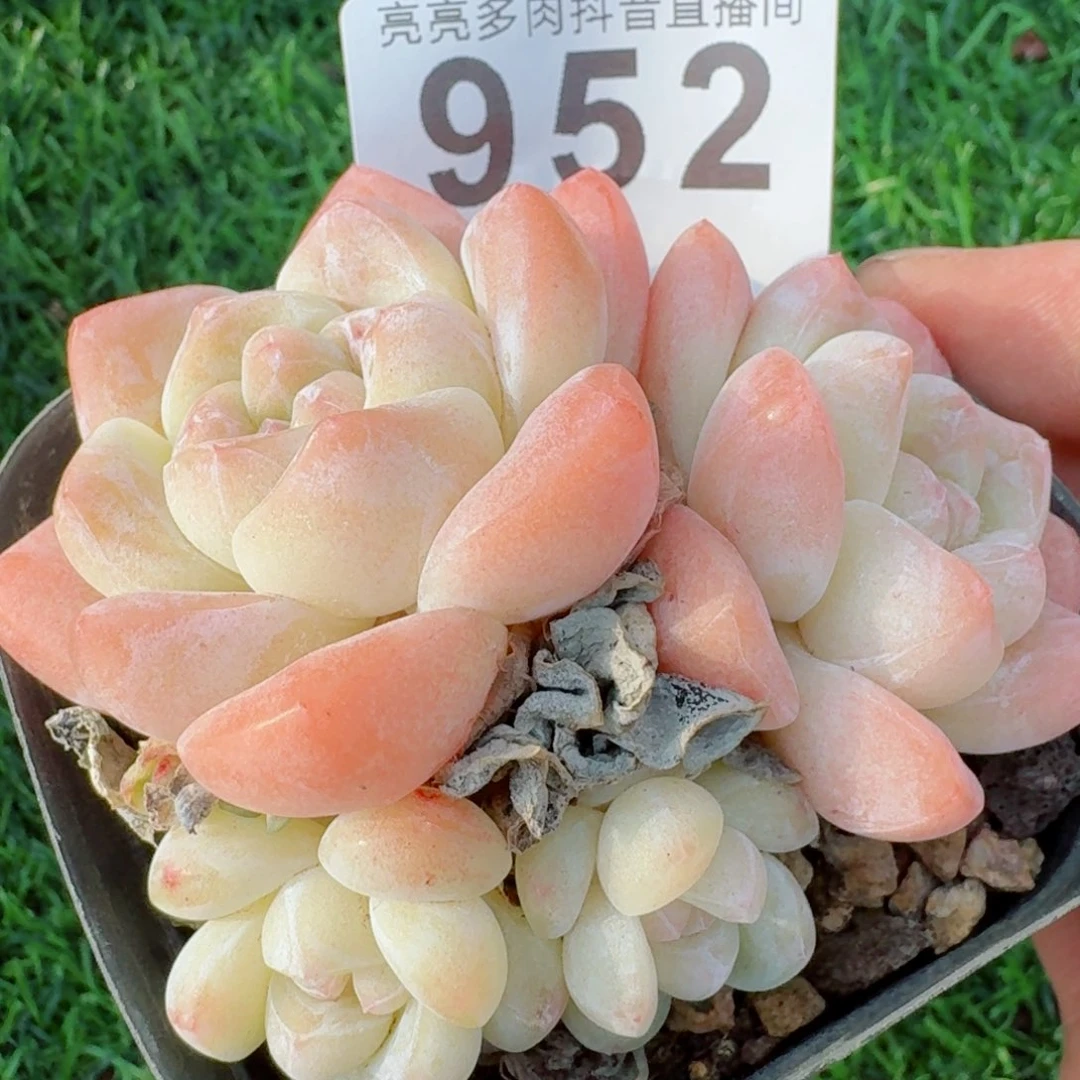 开播福利冰玉         多肉植物