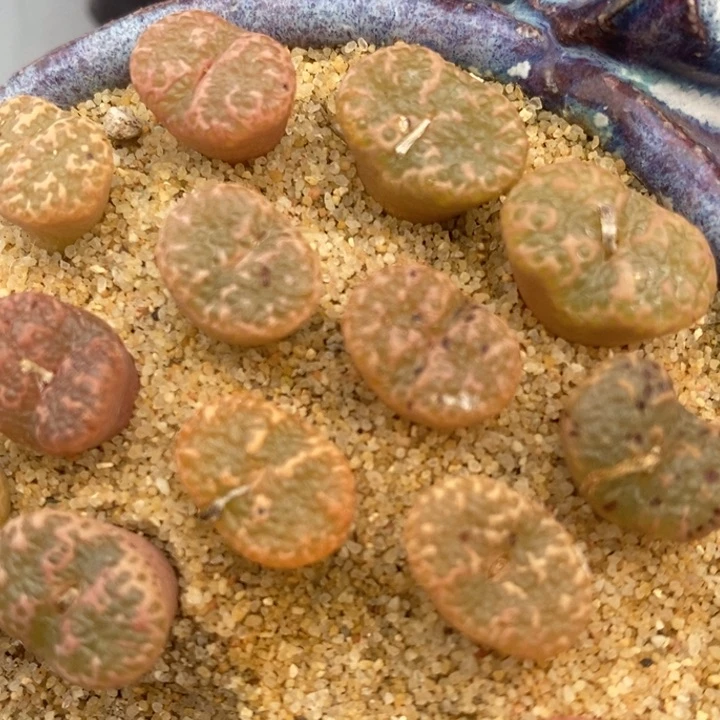 泡泡勋章1颗一颗