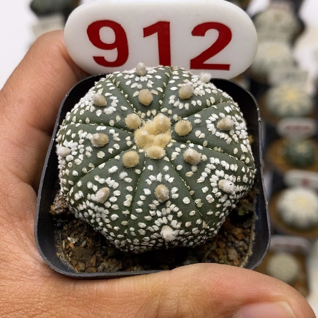 915福利岩田奇迹福利