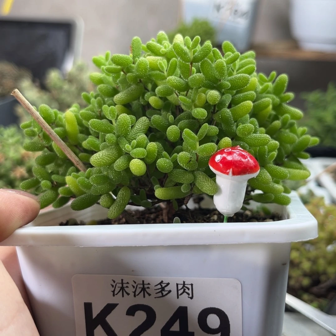 蜜桔 249。