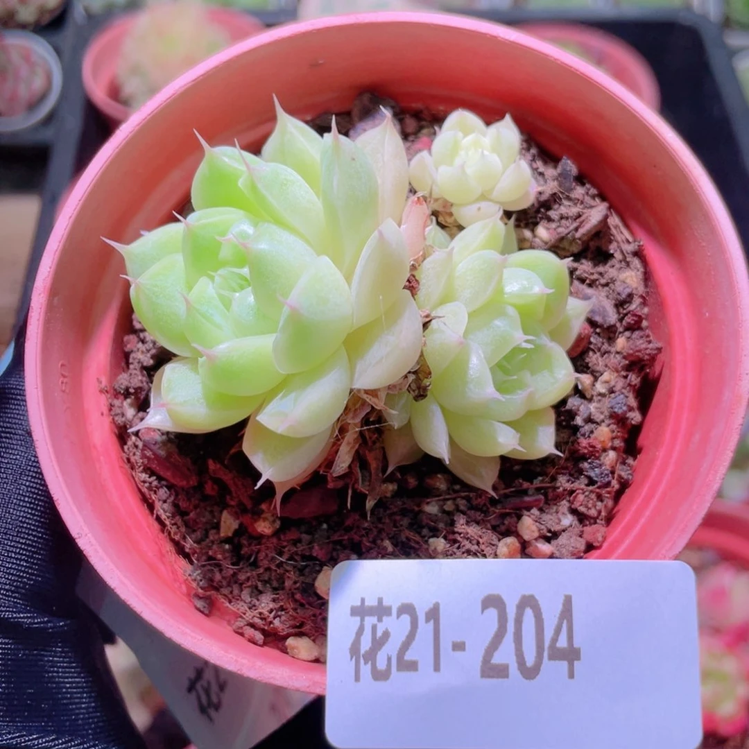 花利美21-204麦秆