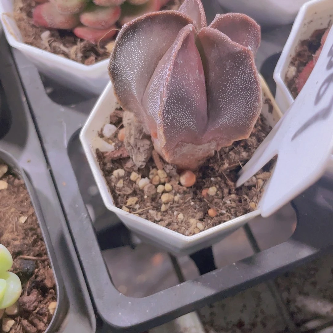 西****?仙人球a087一物一拍