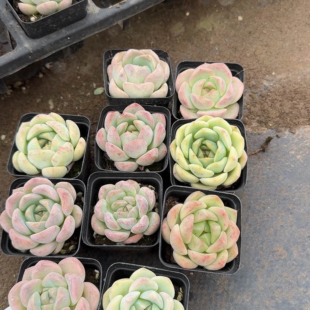 23-9宽叶珍妮十棵量拍左五