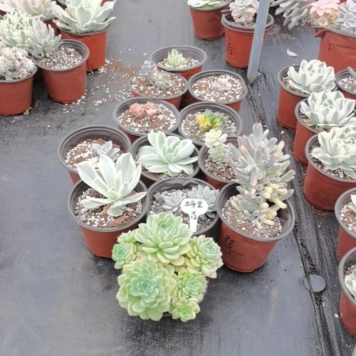 生****光一共十二盆景天锦