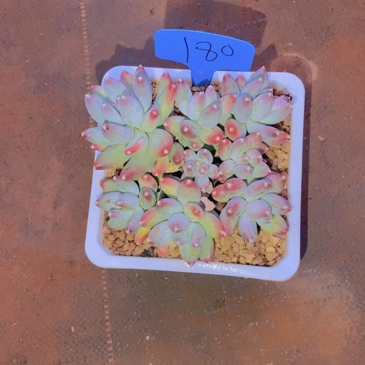 平****8这种事情不可能不