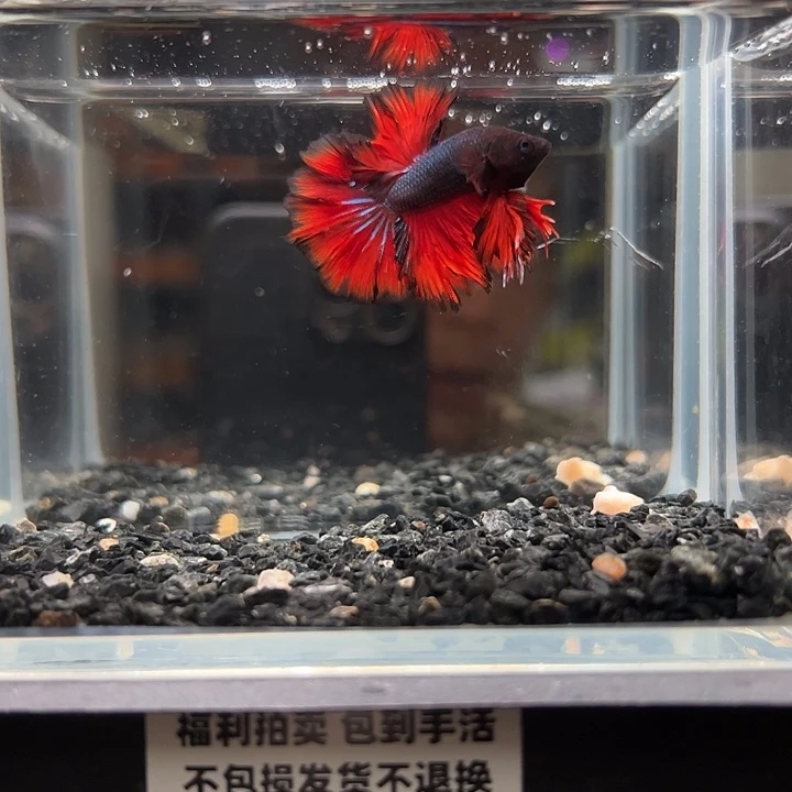 斗鱼竞拍跑单拉黑1日77