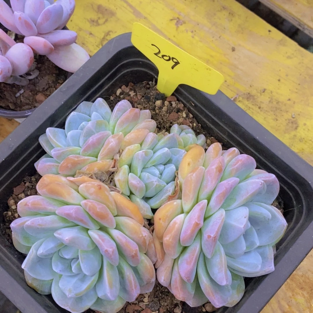 清货，一物一拍，看准，不对称价格