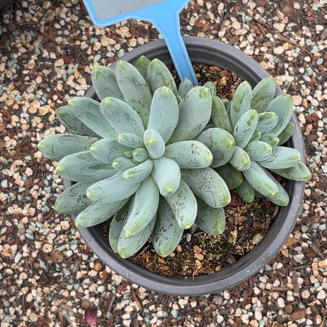 多肉植物阿蒂斯托078