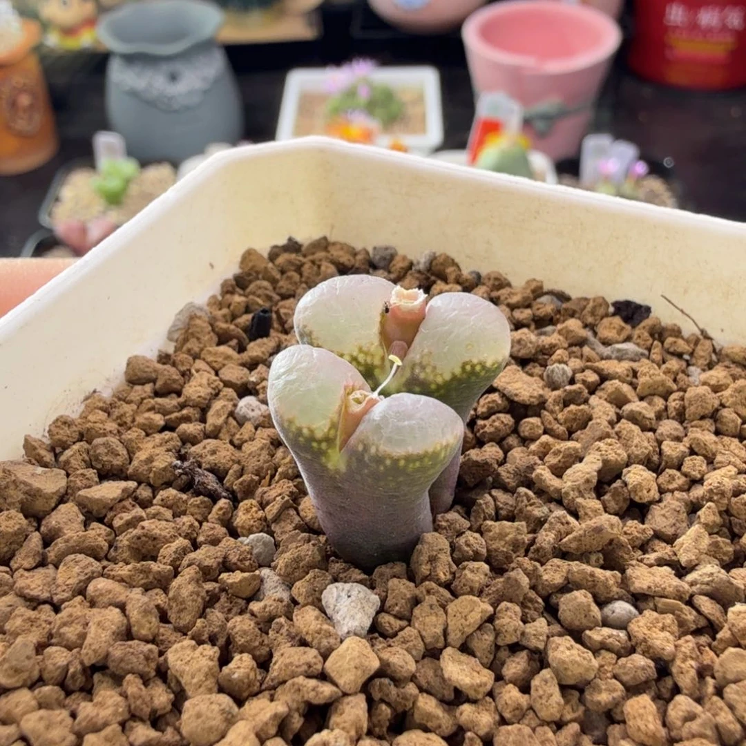 11-7-c6 黑眼豆豆1802.1