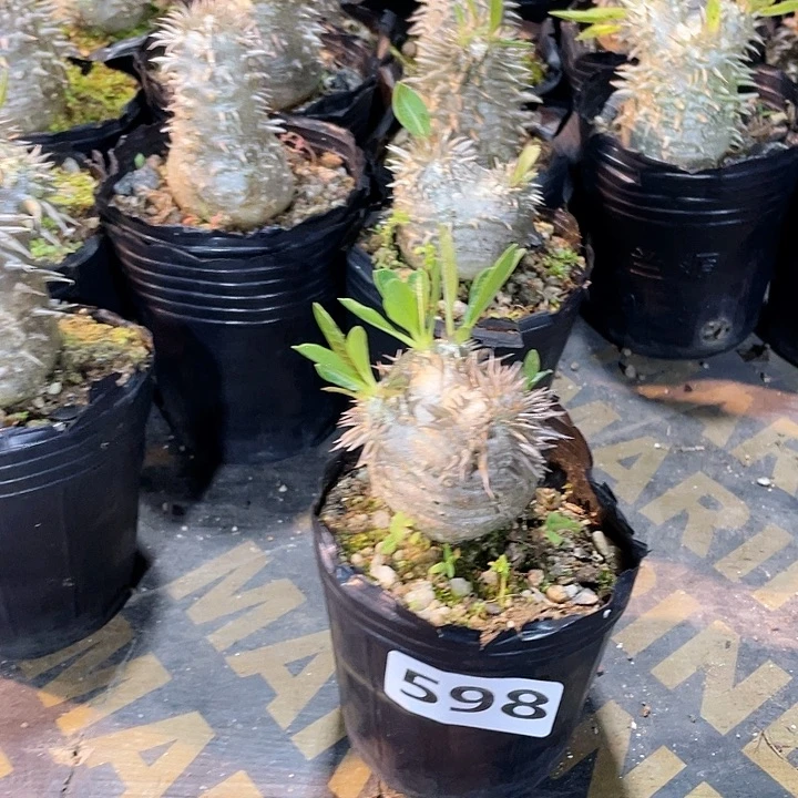 598惠比大黑块根植物
