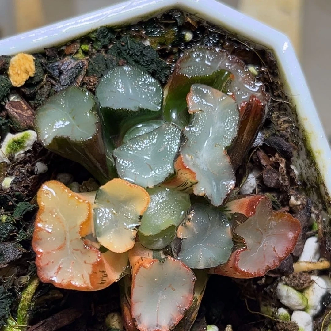 恭喜发财大吉大利0135福来亚